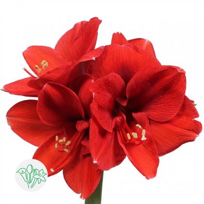Amaryllis Ferrari Amaryllis Ferrari