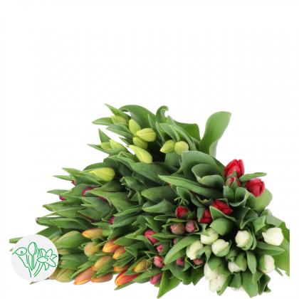 Tulips Single Asst Tulips Single Asst