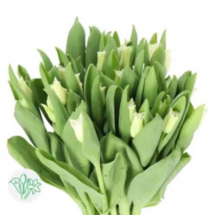 Tulip White Liberstar