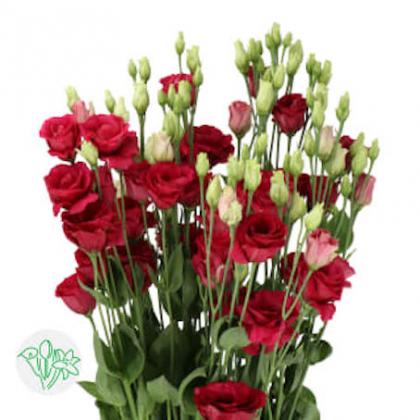 Lisianthus Arosa Red