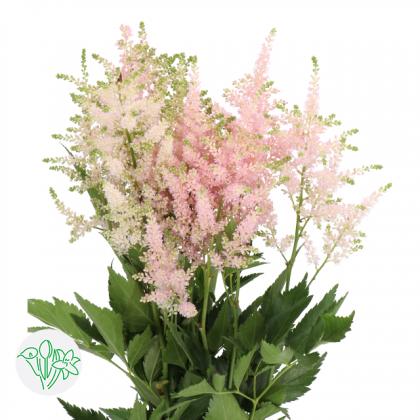 Astilbe Europa