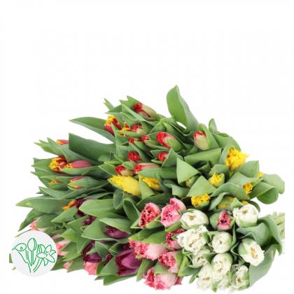 Tulips Frill Asst