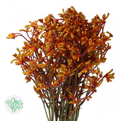 Anigozanthos Gold Fever Anigozanthos Gold Fever