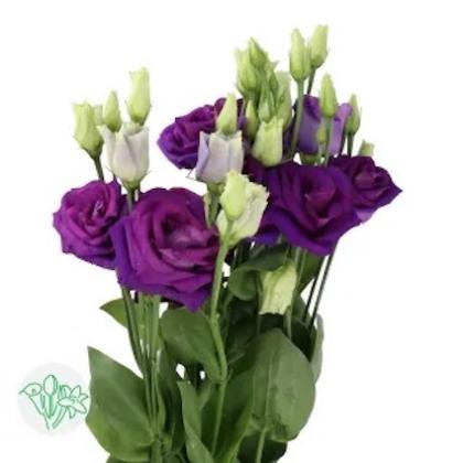 Lisianthus Rosita Blue Lisianthus Rosita Blue