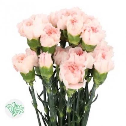 Carnation Maruchi Carnation Maruchi