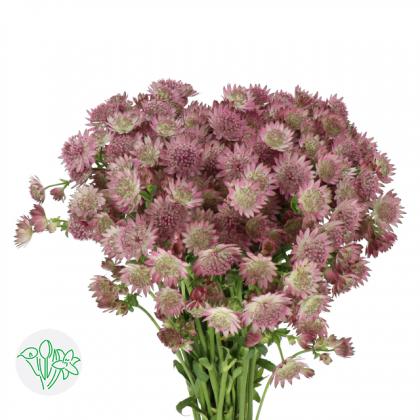 Astrantia Roma