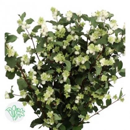 Symphoricarpos Milky Way Symphoricarpos Milky Way