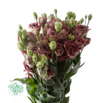 Lisianthus Roseanne Brown Lisianthus Roseanne Brown