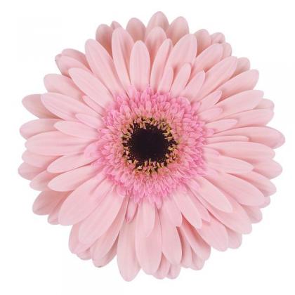 Gerbera Monroe Gerbera Monroe