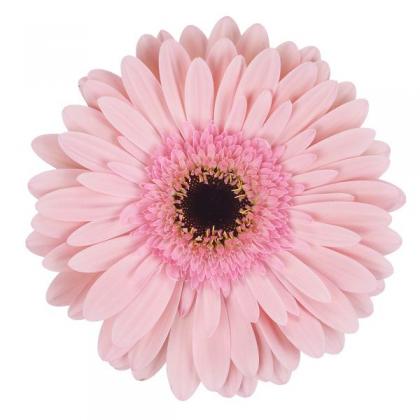 Gerbera Monroe