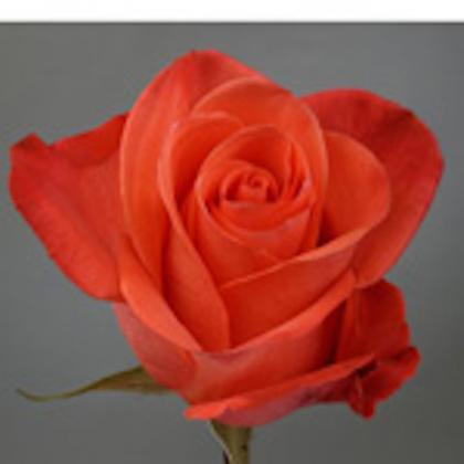 Rose Naranja Rose Naranja