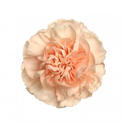 Carnation Novia Carnation Novia