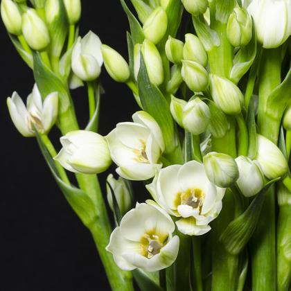 Ornithogalum White Stars Ornithogalum White Stars