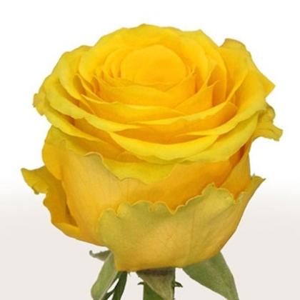 Rose Penny Lane Rose Penny Lane