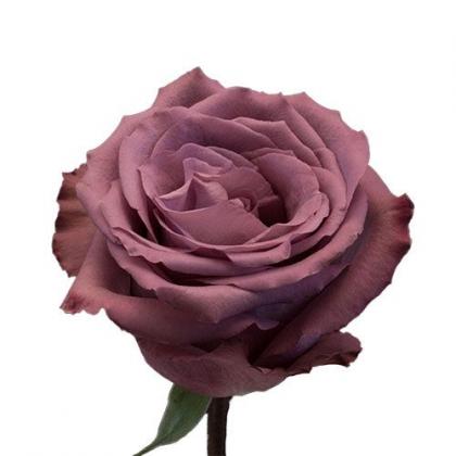 Rose Piacere Rose Piacere