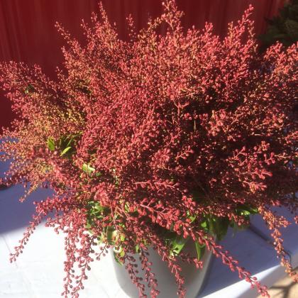 Pieris Bonfire