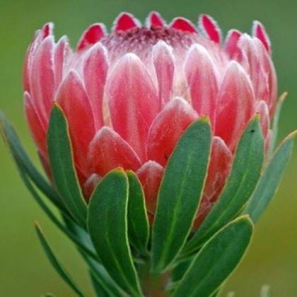 Protea Pink Ice Protea Pink Ice