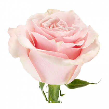 Rose Pink Mondial Rose Pink Mondial