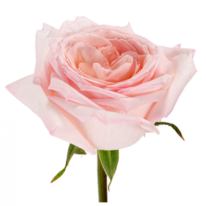 Rose Pink O'Hara Rose Pink O'Hara
