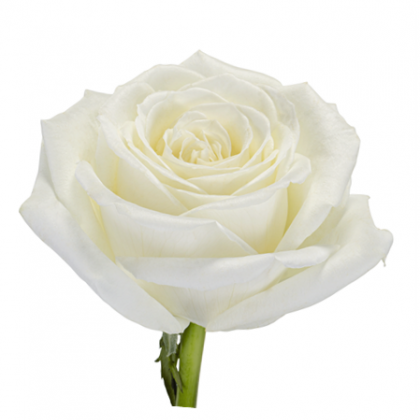 Rose Playa Blanca Rose Playa Blanca