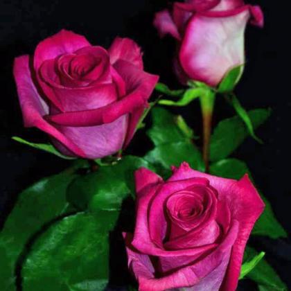 Rose Purple Cezanne Rose Purple Cezanne