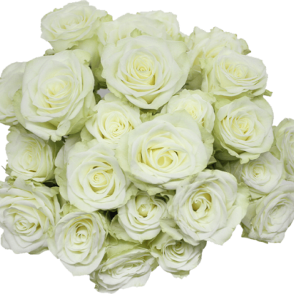 Spray Rose Floreana Spray Rose Floreana