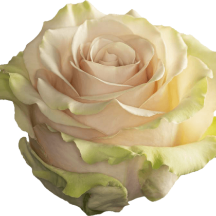 Rose Pompeii Rose Pompeii
