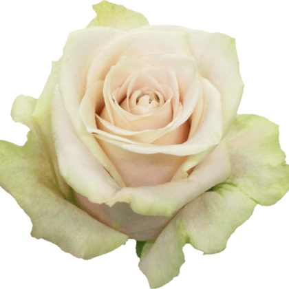 Rose Sandy Rose Sandy