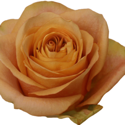 Rose Symbol Rose Symbol