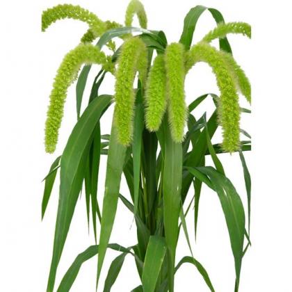 Setaria Volle Melk Setaria Volle Melk