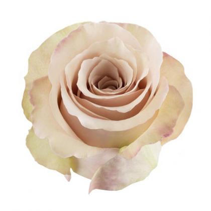 Rose Quicksand Rose Quicksand
