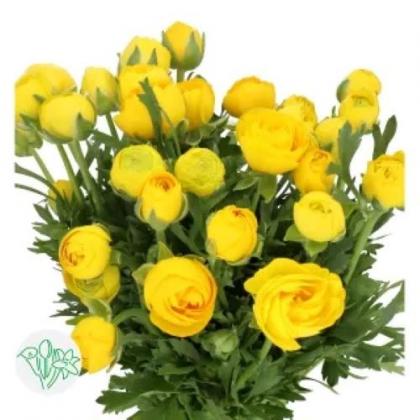 Ranunculus Aazur Yellow