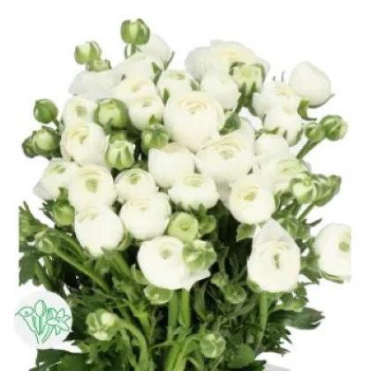 Ranunculus Am SNowflake