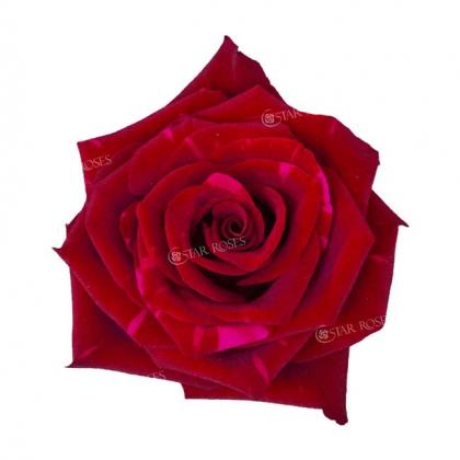 Rose Red Panther Rose Red Panther