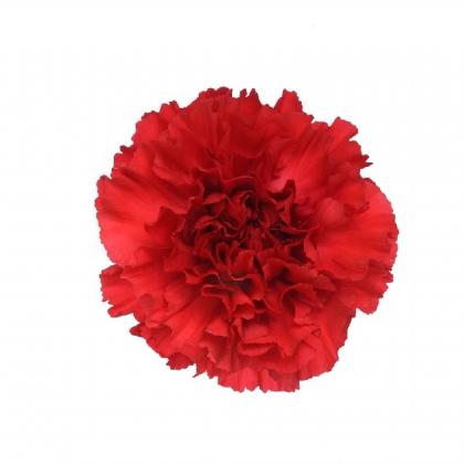 Carnation Red Magic Carnation Red Magic