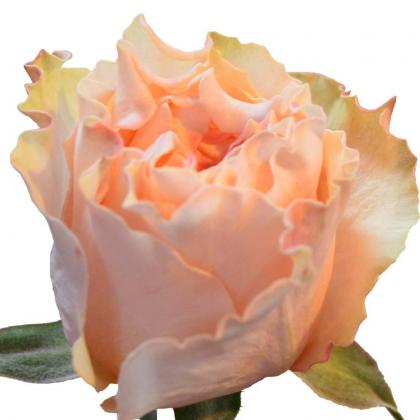 Rose Campanella Peach Rose Campanella Peach