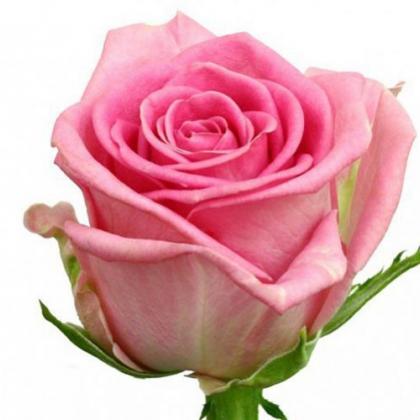Rose Revival Rose Revival
