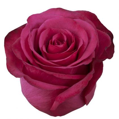 Rose Roseberry Rose Roseberry