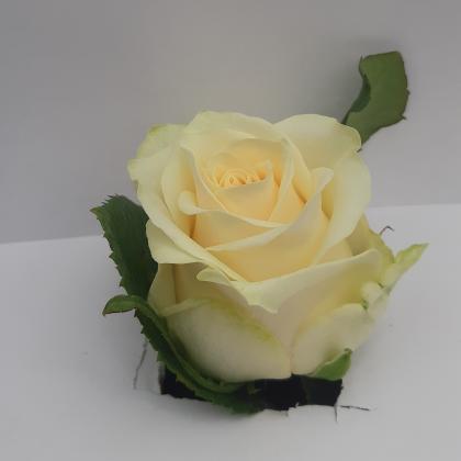 Rose Savannah Rose Savannah