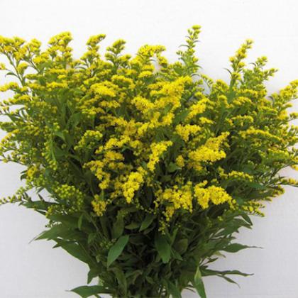 Solidago Solidago