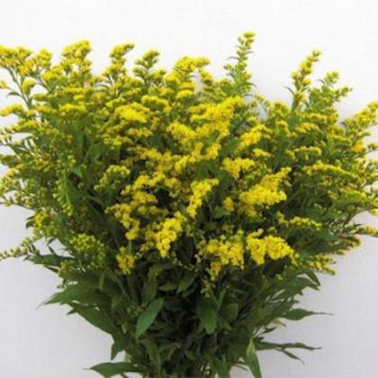 Solidago