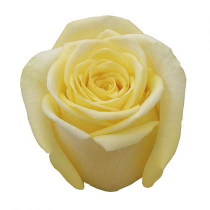 Rose Stardust Rose Stardust