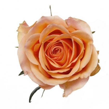 Rose Sunmaster Rose Sunmaster