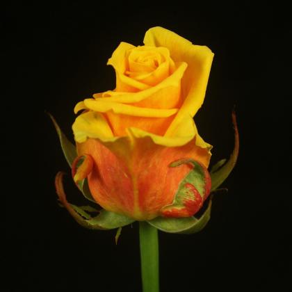 Rose Sunnyside Rose Sunnyside