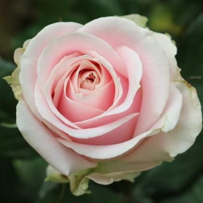 Rose Sweet Avalanche Rose Sweet Avalanche