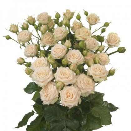 Spray Rose Tanja Spray Rose Tanja