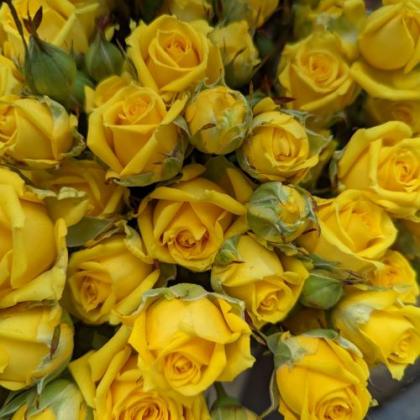 Spray Rose Tarantella Spray Rose Tarantella