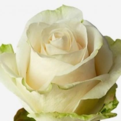 Rose Vendela Rose Vendela