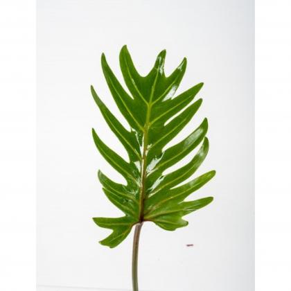 Philodendron Xanadu 60 cm Philodendron Xanadu 60 cm