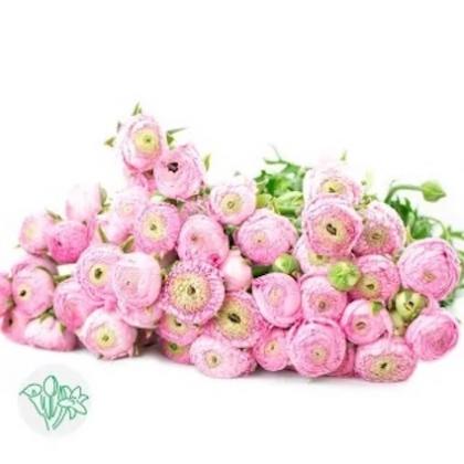 Ranunculus Aazur Light Pink